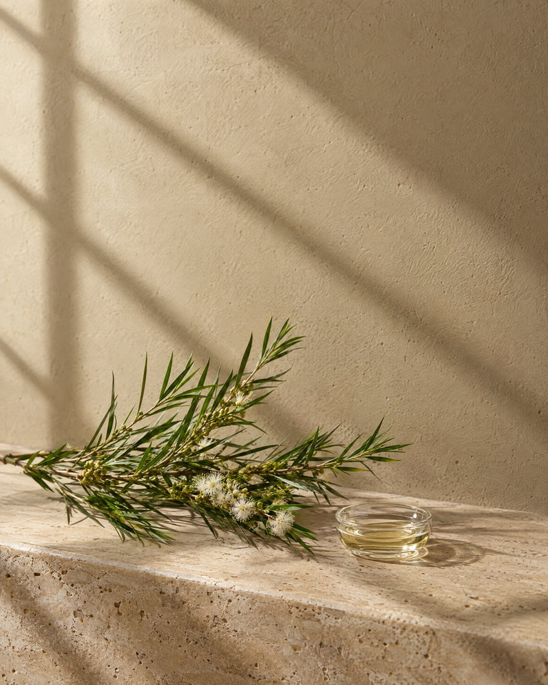 Tea tree